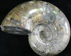 Polished Anapuzosia Ammonite Fossils - Iridescent #25205-3